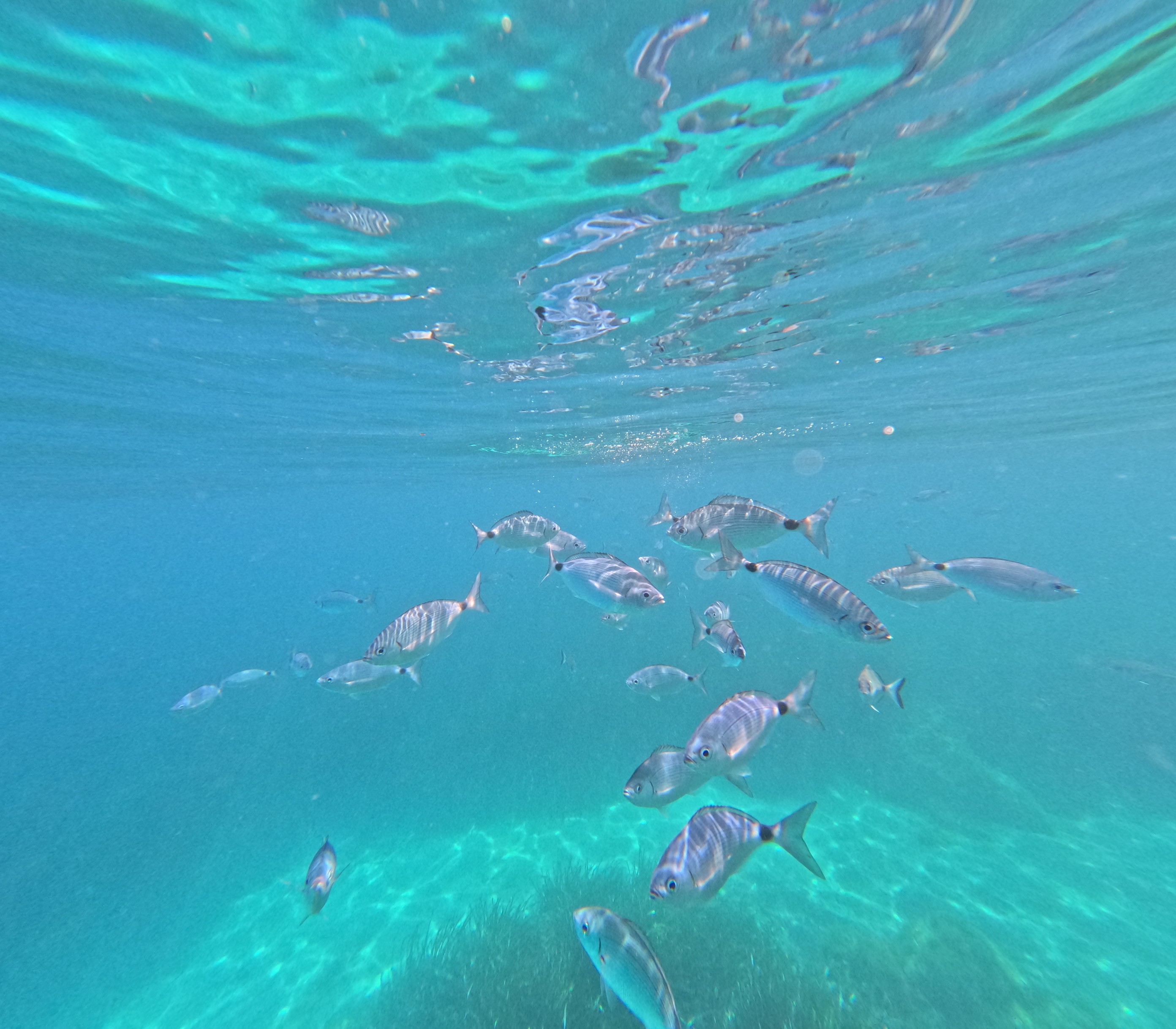 ile_lerins_poisson.jpg